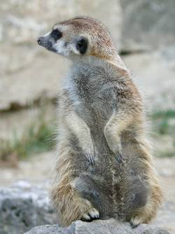 Erdmännchen Erdmännchen